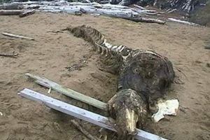 A távol-keleten egy krokodil volt